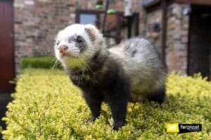 Ferrets