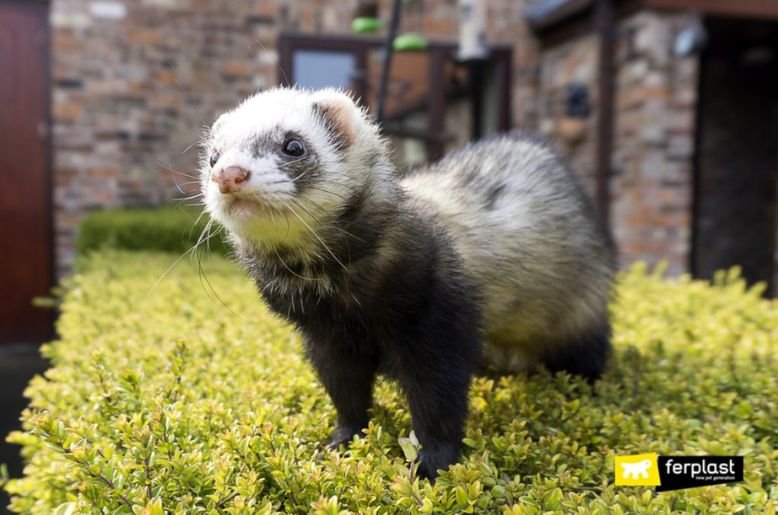 Ferrets