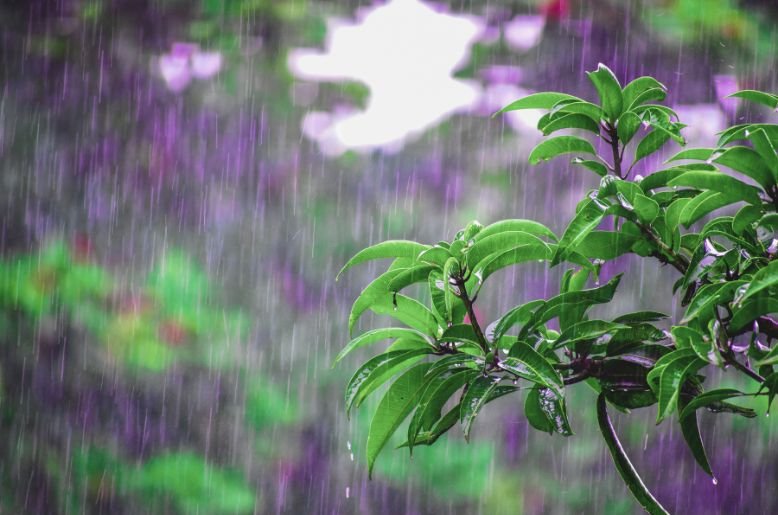 PDMA Issues Heavy Rain Alert for Punjab from October 5–7, Warns of Flood Risk