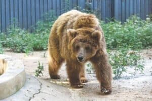 Rano the Bear to be Shifted to Safer Habitat in Islamabad