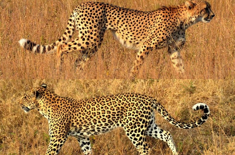 Cheetah vs Leopard