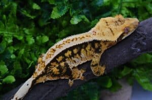 Crested Gecko Reptiles