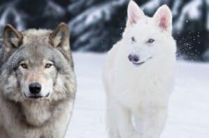 Dire Wolf vs Gray Wolf