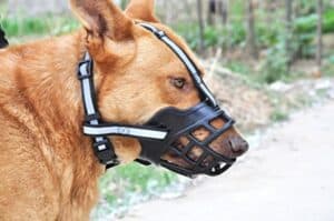 Dog Muzzle