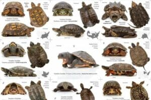 Types of Pet Turtles