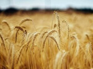 Are we heading towards a wheat crisis
