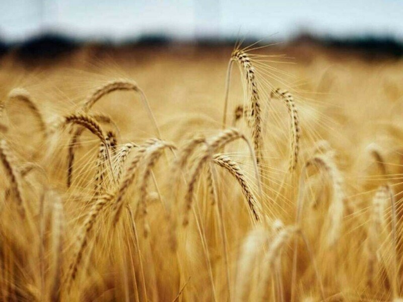 Are we heading towards a wheat crisis