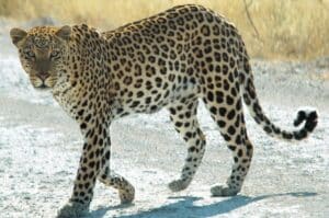 Leopard