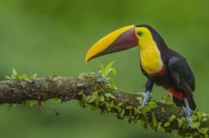 The Science Behind the Beauty of the Toucan Ramphastidae