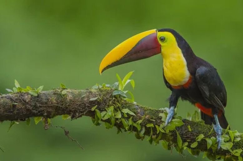 The Science Behind the Beauty of the Toucan Ramphastidae