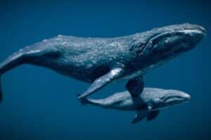 Blue Whale