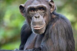Chimpanzees