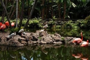 Flamingo Gardens