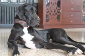 Great Dane Lifespan