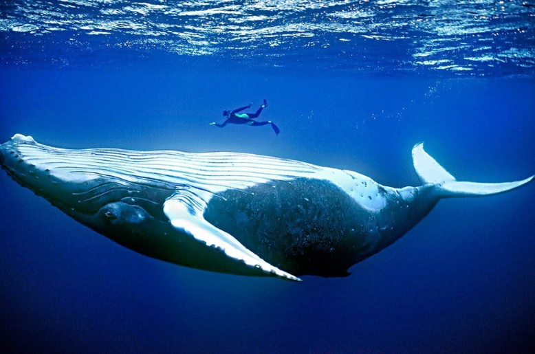 Largest Animal in the World