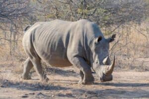 Rhinoceroses