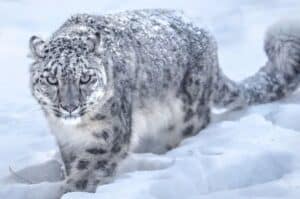 Snow Leopard