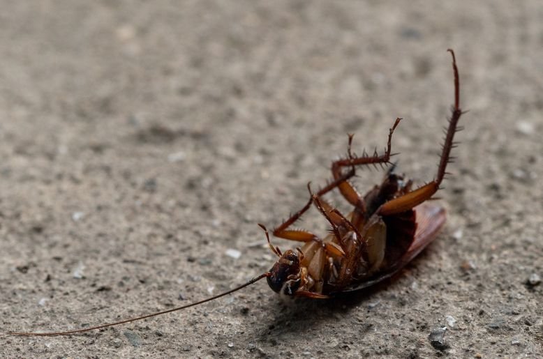 Cockroach crawls on PPP Senator’s plate during Senate Committee Meeting
