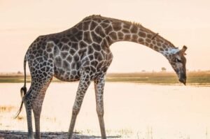 Imported giraffe dies at Lahore safari zoo