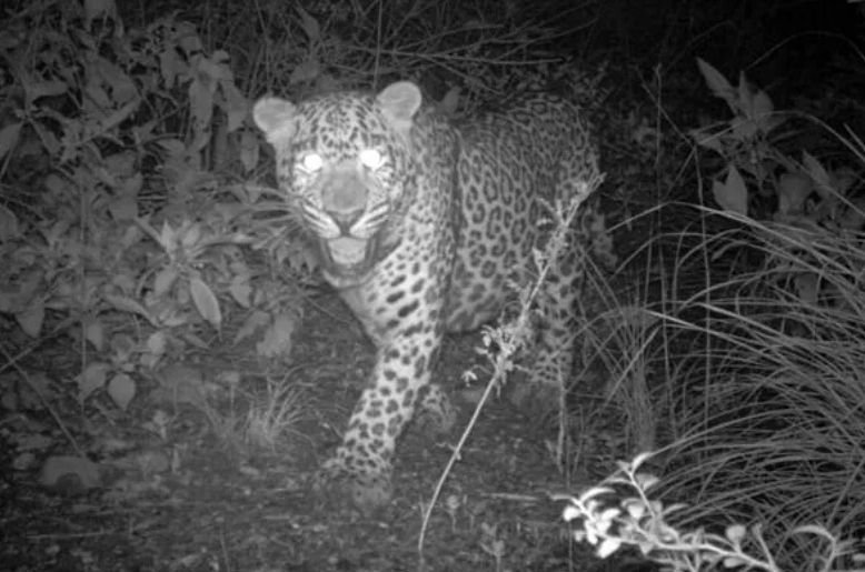 Leopard spotted at Islamic University Islamabad