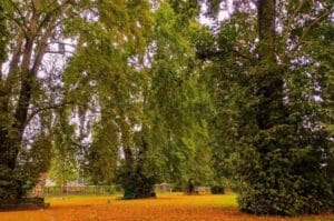 Chinar Bagh