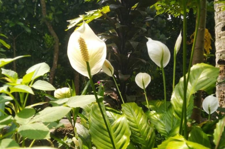 Peace Lily