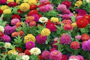 Zinnias