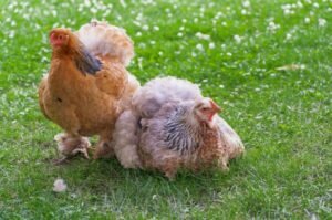 Chicken shortage could occur soon: poultry industry warns