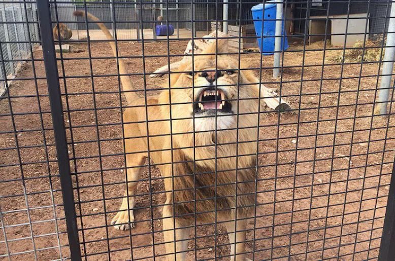 Lion attacks Faisalabad, Lion attack , Faisalabad, Lion , Faisalabad, lion wildlife,