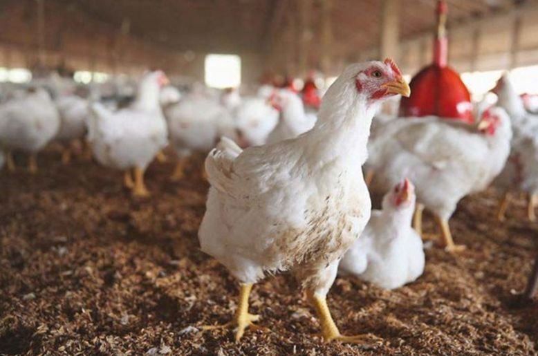 Chicken price in Pakistan today, January 8, 2026