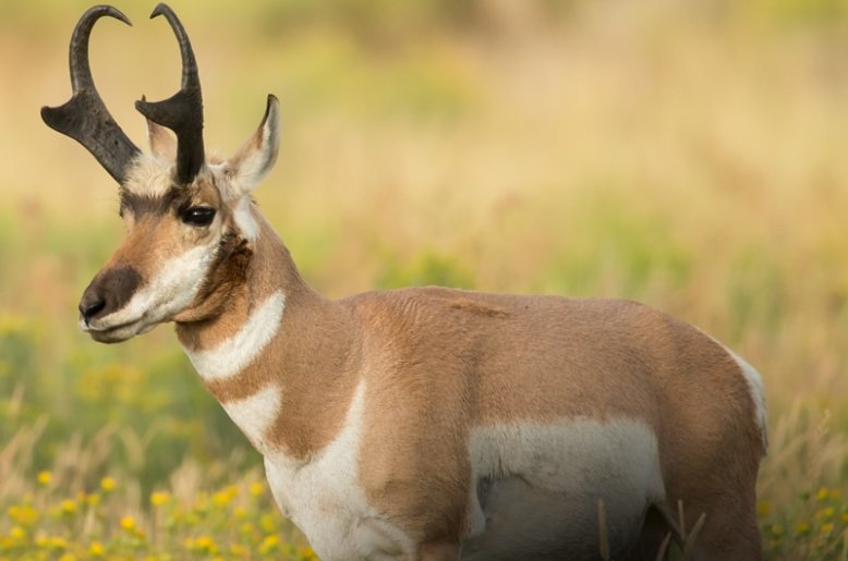 Pronghorn Animal Guide