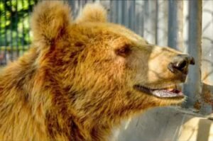 Shifting of female bear ‘Rano’ remains in spotlight