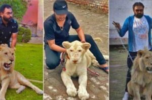 Punjab CM revokes permission for pet lions
