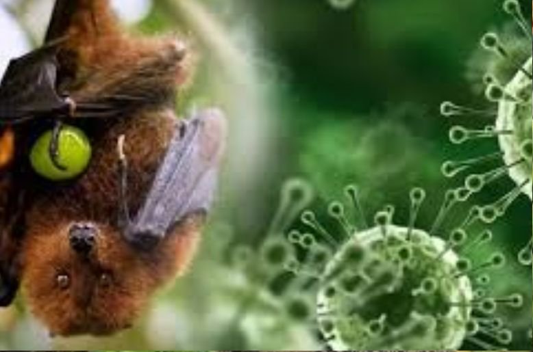 Deadly Nipah virus clouds India’s T-20 World Cup dream