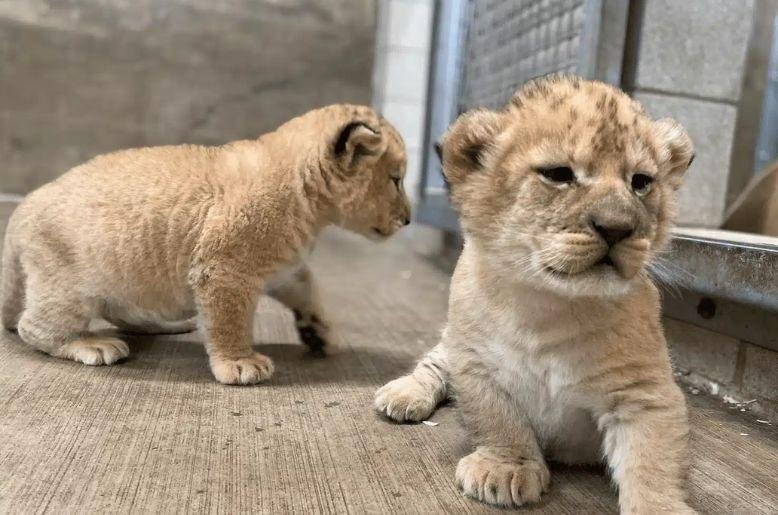Why first batch of 10 lion cubs moved to Safari area?