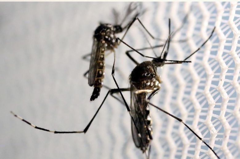 Anti-dengue plan 2026: Rawalpindi split into five sectors