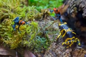 Dart frogs