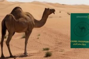 Saudi Arabia Passport camels