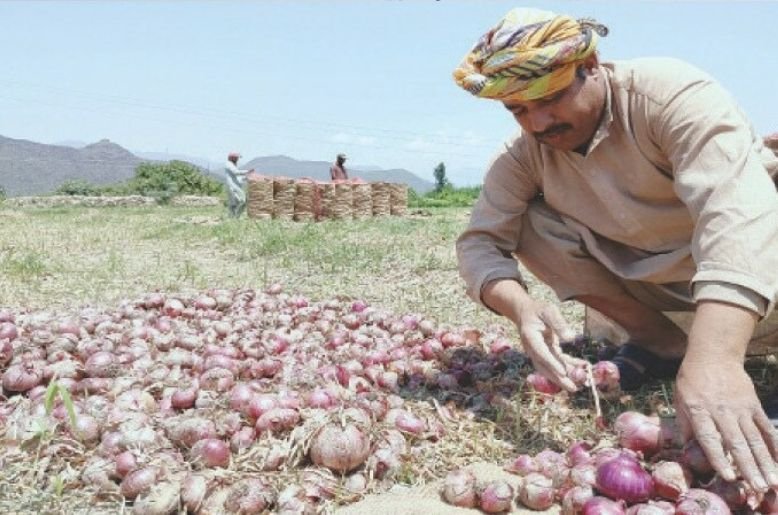 Onion price fall pushes poor farmers into crisis in Lower Sindh