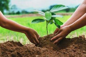KP govt all set to plant one million trees on Pakistan Day