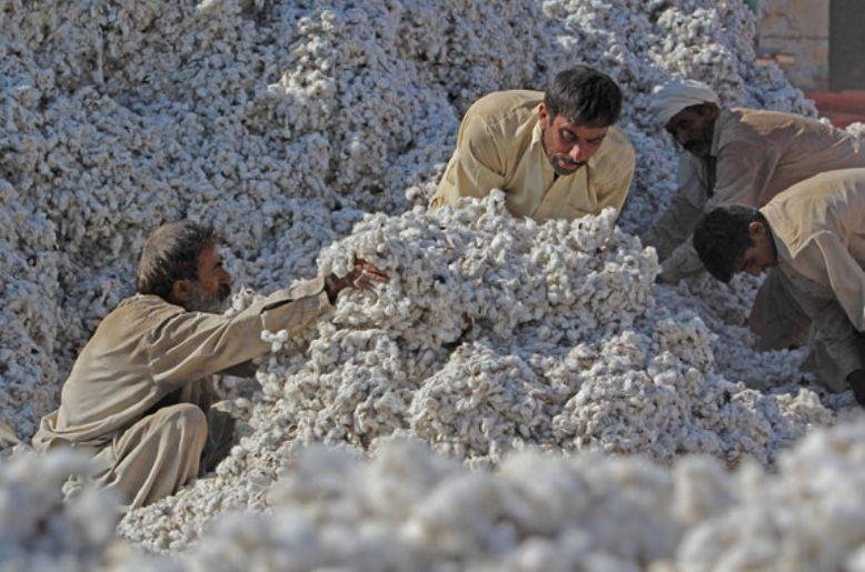 Punjab issues early advisory for cotton farmers