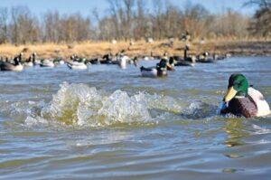 Punjab waterfowl hunting ban