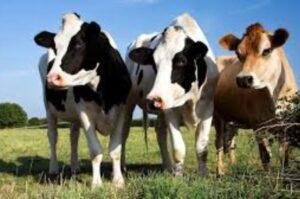 Chief Minister Sohail Afridi launched the first-ever Livestock Management Information System (LMIS) of Khyber Pakhtunkhwa.