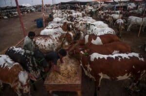 Islamabad cattle markets