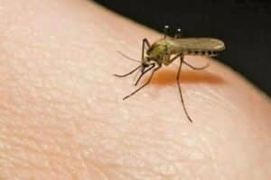 Mosquito menace worsens in Sindh, thousands affected