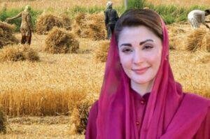Punjab Digital Wheat Selling, punjab wheat policy 2026, cm punjab, maryam nawaz, punjab pakistan