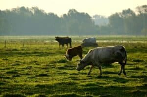 Punjab doubles free livestock programme for rural women