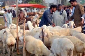 Where will govt establish sacrificial animal markets in Islamabad?