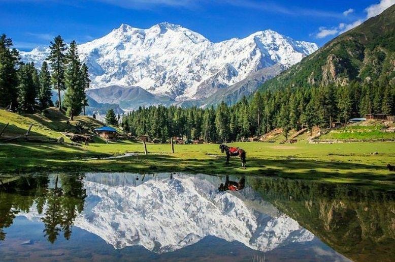 fairy meadows