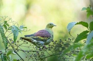 green pigeon